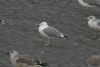 Caspian Gull at Hole Haven Creek (Steve Arlow) (65618 bytes)